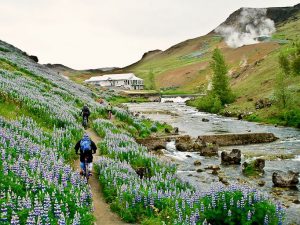 Mountainbikers in lupine field around Hveragerdi